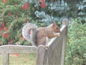 Squirrels in Bournemouth