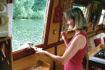 Feeding a Thames swan through the side hatch on the Narrow Boat
